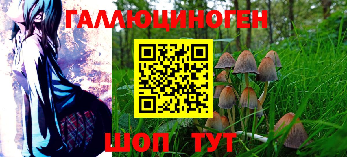 Галлюциногенные грибы Psilocybine cubensis Ишим